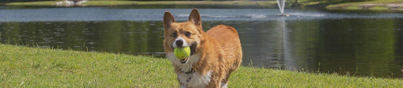 dog_parks.jpg